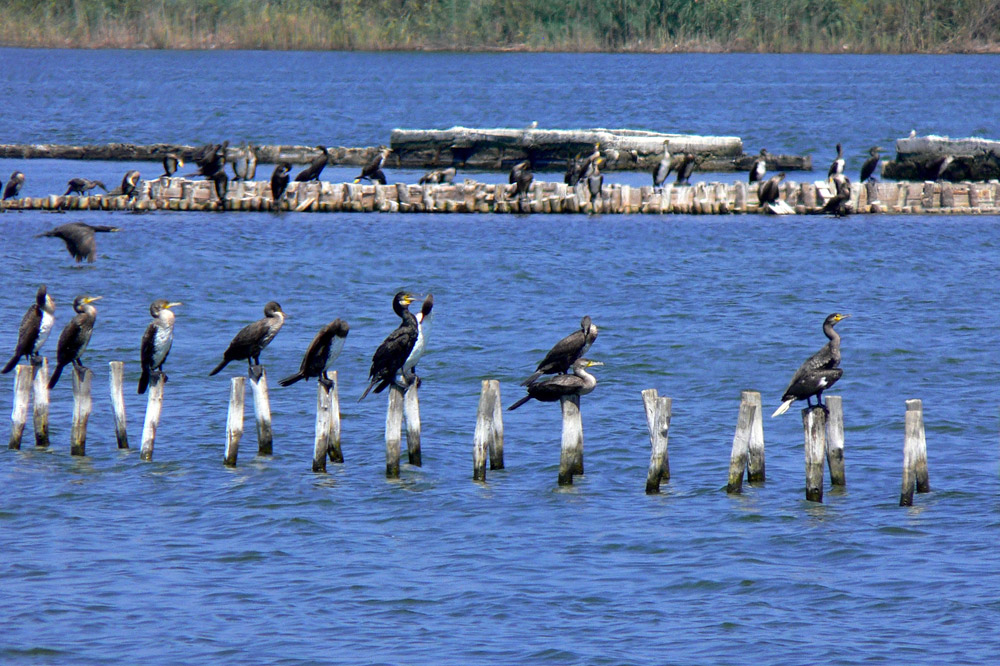 Coral Pomorie